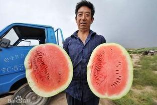 吃瓜百科